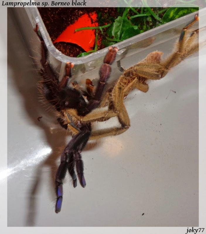 Lampropelma sp. Borneo Black mating