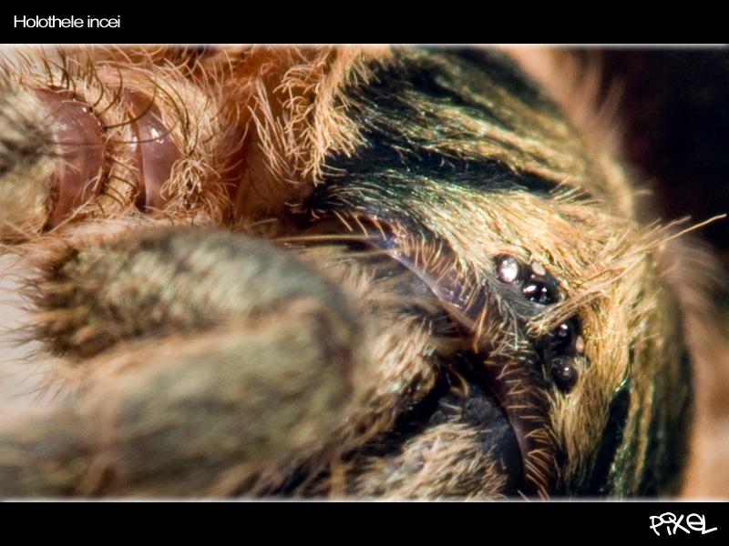 macro