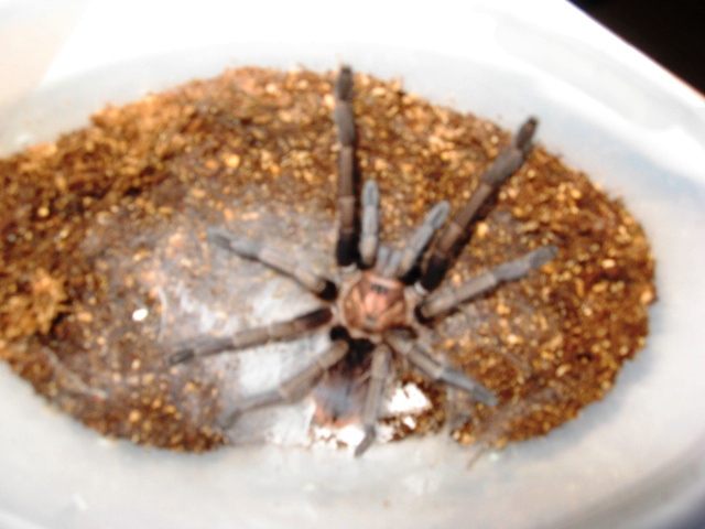 Phormictopus cancerides can. 