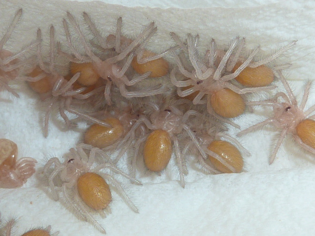 L.violaceopes - L2