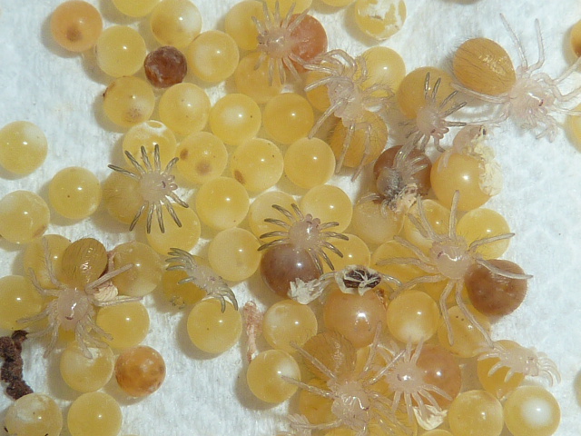 N. coloratovillosum - vajíčka , L1,L2