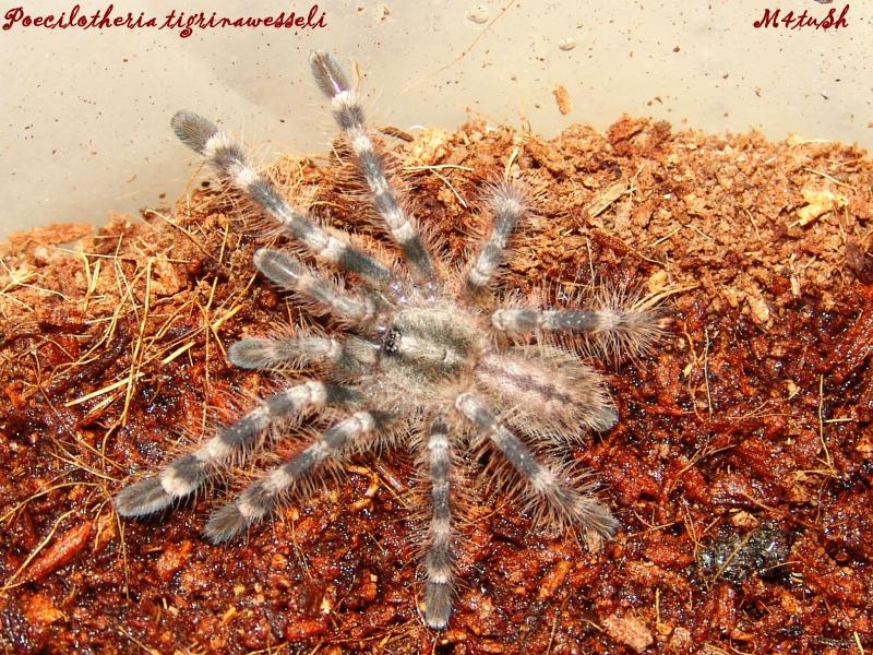 Poecilotheria tigrinawesseli