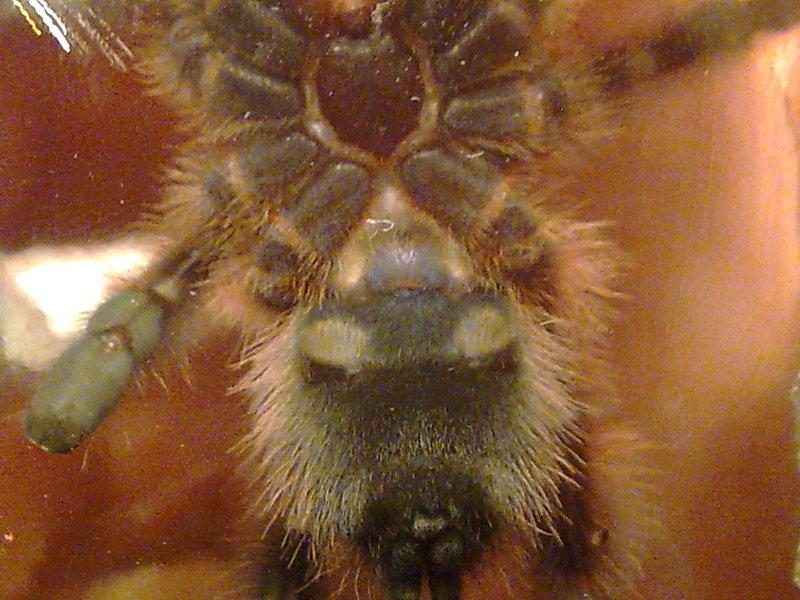 Avicularia Versicolor 8. svlek II