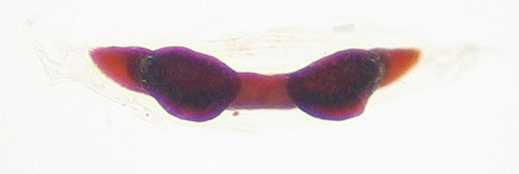 Euthycaelus colonicus