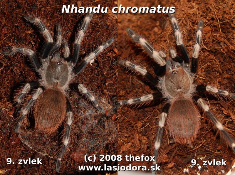 N. chromatus
