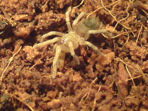 pseudhapalopus