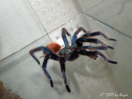 chromatopelma