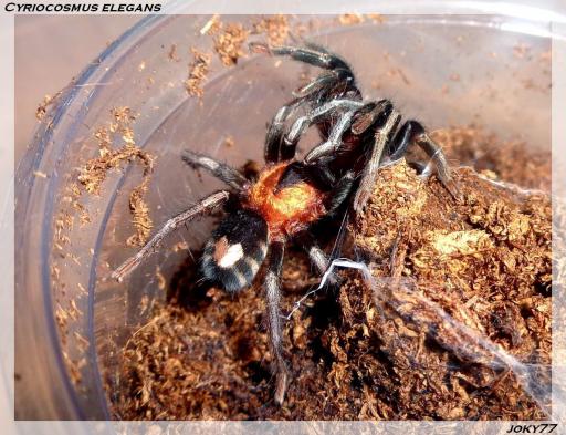 C.elegans mating