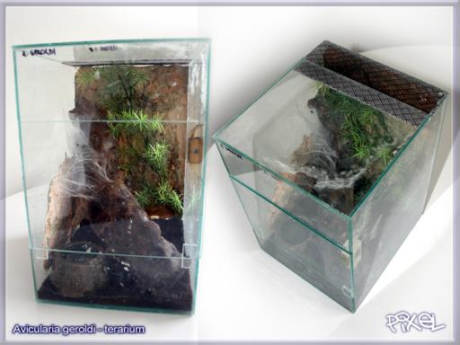 terarium geroldi