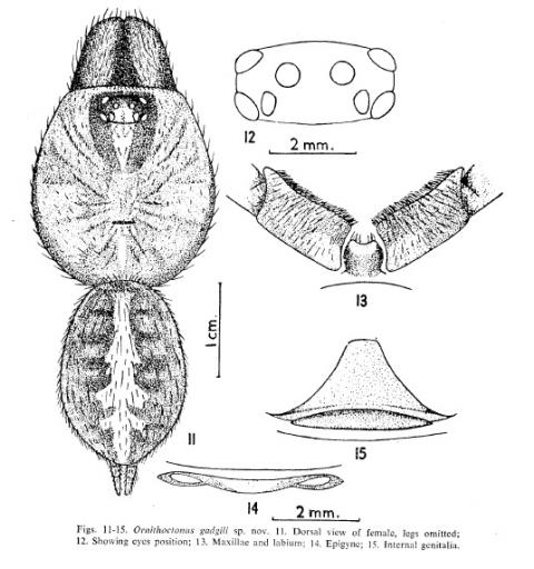 Ornithoctonus gadgili