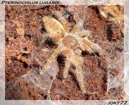 P.lugardi