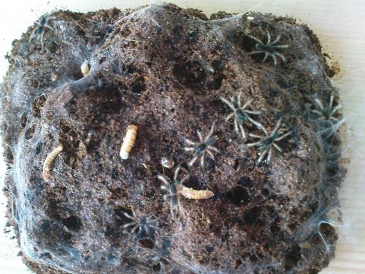 H.incei