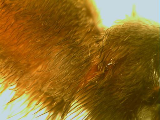Monocentropus balfouri - plumose hairs