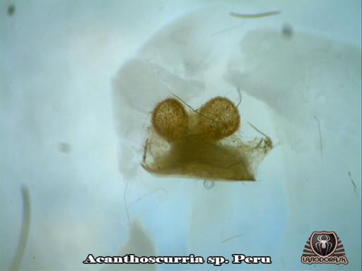 Acanthoscurria sp. Peru