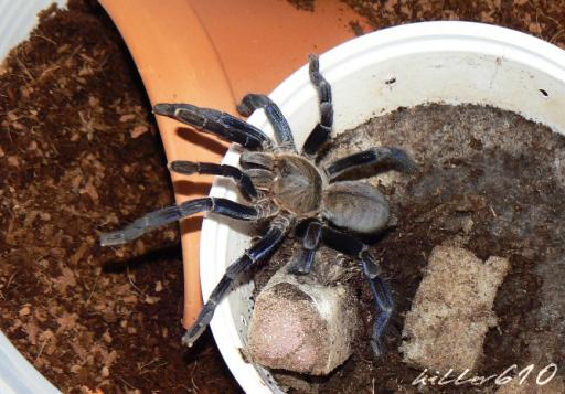 Haplopelma lividum