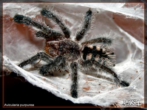 A. purpurea