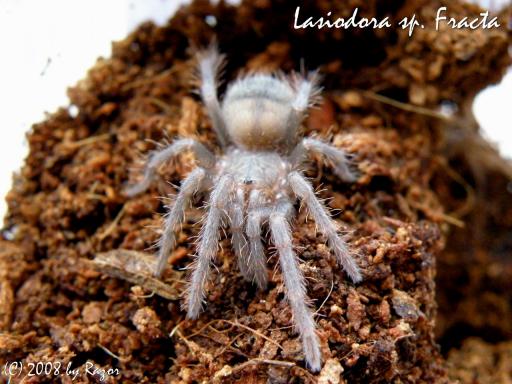 Lasiodora sp. Fracta