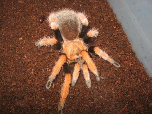 A.bicoloratum adult samica