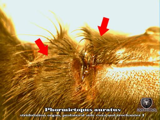 auratus_juve_male_stridulation_coxa_troachanterI_b
