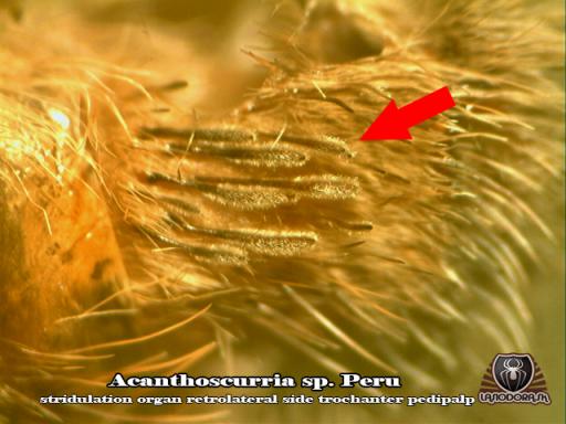 Acanthoscurria sp. Peru_trochanter_pedipalpa