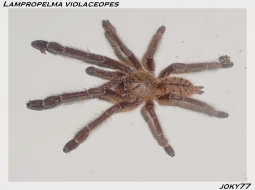 Lampropelma violaceopes 1.0 subadult