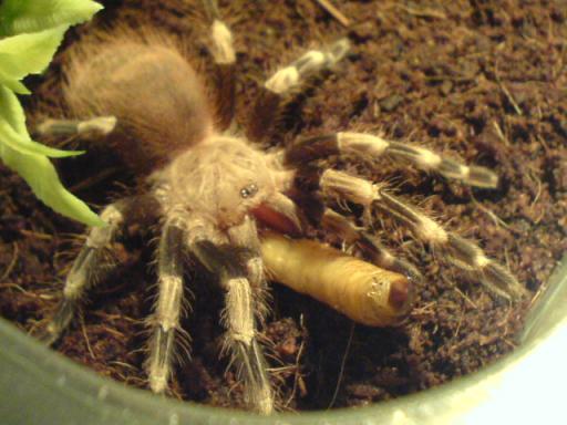 N. chromatus