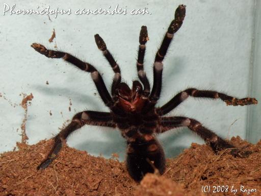 cancerides