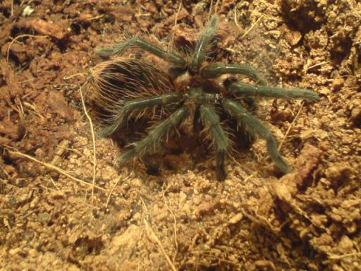 vagans