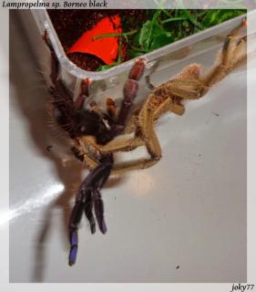 Lampropelma sp. Borneo Black mating
