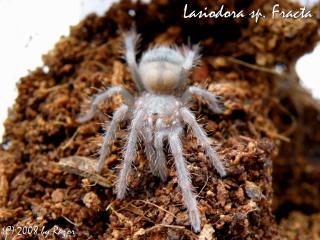 Lasiodora sp. Fracta