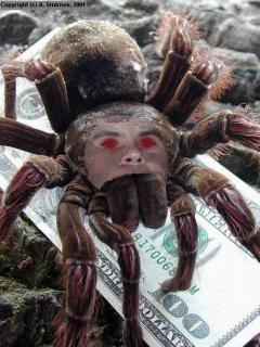 Ceratogyrus bebecus