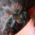 B. vagans 9. zv.