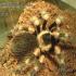 smithi