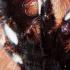 P. ornata