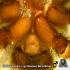 Chilobrachys sp. Kaeng Krachan
