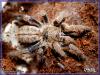 Haplopelma lividum