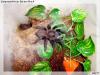Lampropelma sp. Borneo Black 0.1