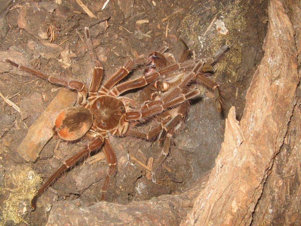 theraphosa blondi - párenie